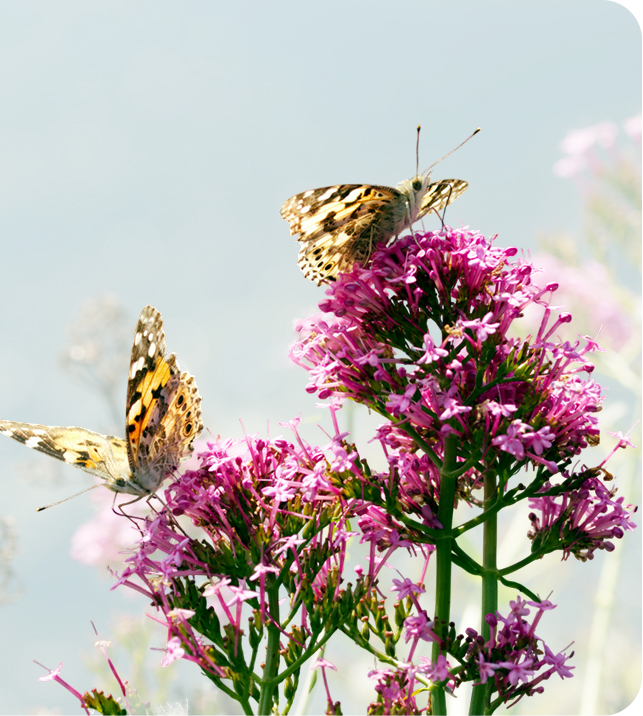 Papillon posé sur une valériane — symbole de transformation et de sérénité